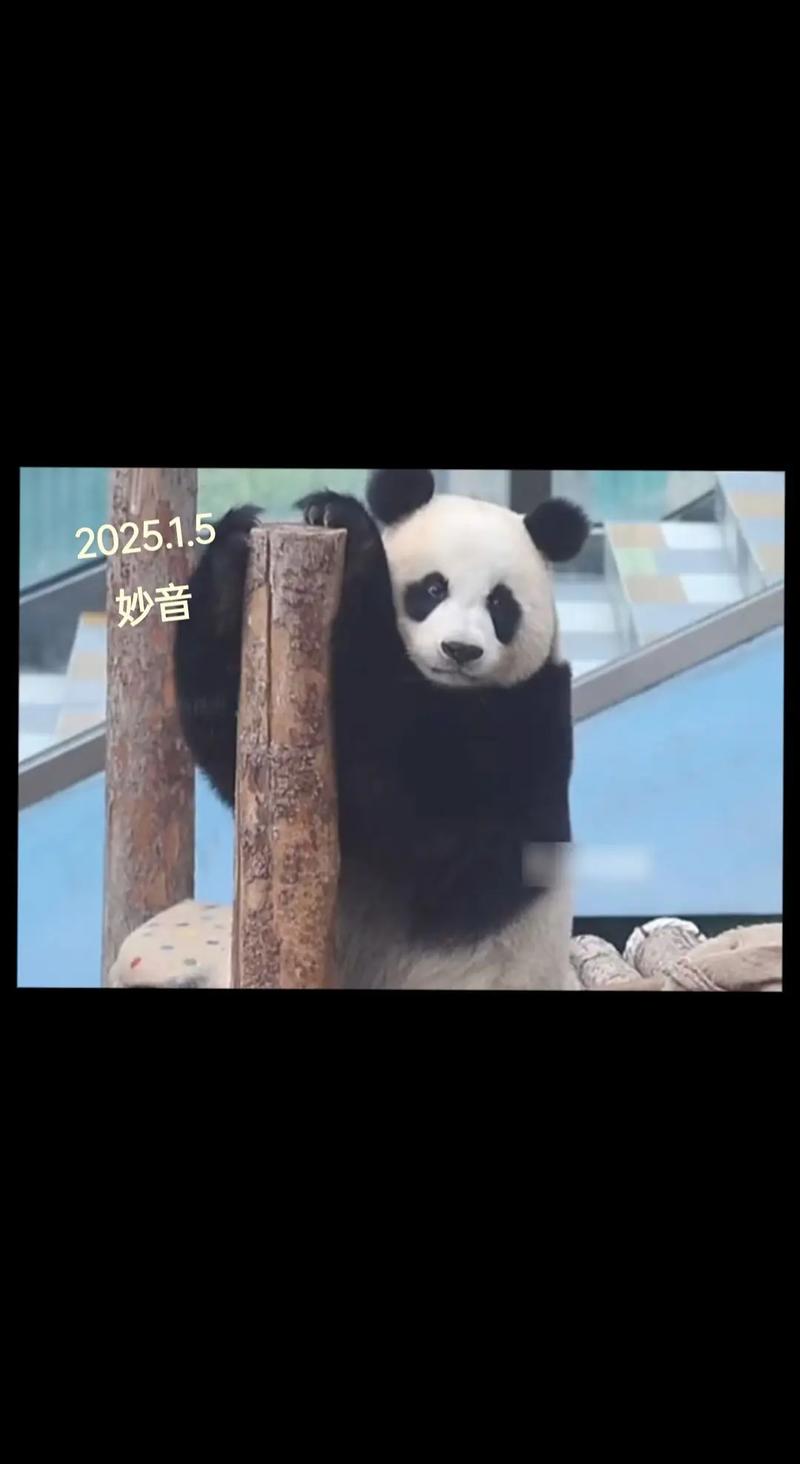 抖音刷粉平台熊猫