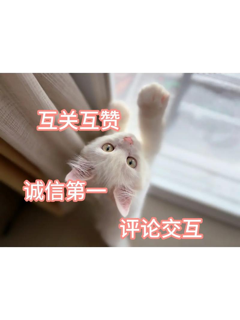 抖音刷关注粉,关于抖音刷关注粉的深度探讨!